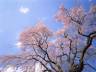 sakura